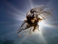 Underwater views of the Black Sea. Different objects and garbage under water, freediving.