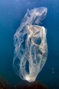 Underwater views of the Black Sea. Different objects and garbage under water, freediving.