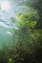 Underwater Water lily nuphar lutea Royalty Free Stock Photo