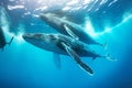 Underwater whale migration of mammals in Pacific Ocean