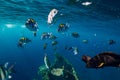 Underwater wild world with school fishes and sun ray Royalty Free Stock Photo