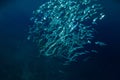 Underwater ocean with tuna school fishes Royalty Free Stock Photo