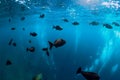 Underwater wild world with tuna school fishes and bubble Royalty Free Stock Photo