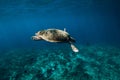 Underwater wildlife with animals. Sea turtle floating in blue ocean. Green sea turtle