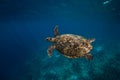 Underwater wildlife with animals. Sea turtle floating in blue ocean. Green sea turtle