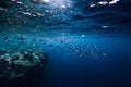 Underwater wildlife with school tuna fish in ocean at coral reef Royalty Free Stock Photo