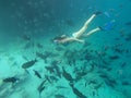 UNDERWATER: Woman snorkels and feeds friendly tropical fish swimming around. Royalty Free Stock Photo