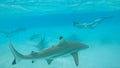 UNDERWATER: Woman snorkeling in turquoise ocean swims behind blacktip sharks. Royalty Free Stock Photo