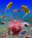 Underwater world Royalty Free Stock Photo