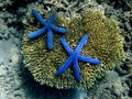 Underwater world. Royalty Free Stock Photo