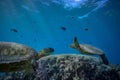 Two big Turtles underwater at cleanstation Royalty Free Stock Photo