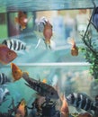 Underwater world. aquarium and exotic fish, selective focus, edited photo