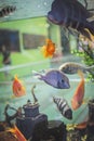 Underwater world. aquarium and exotic fish, selective focus, edited photo
