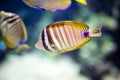 The underwater world bright exotic tropical coral fish Royalty Free Stock Photo