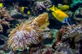 The underwater world. Bright Exotic Tropical coral fish in the Red Sea artificial environment of the aquarium with corals and Royalty Free Stock Photo