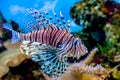 The underwater world. Bright Exotic Tropical coral fish in the Red Sea artificial environment of the aquarium with corals and Royalty Free Stock Photo