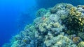 Underwater world, colored corals and fish