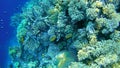 Underwater world, colored corals and fish