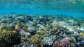 Underwater world, colored corals and fish