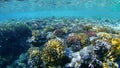 Underwater world, colored corals and fish