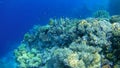 Underwater world, colored corals and fish