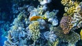 Underwater world, colored corals and fish
