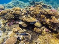 Underwater world. Coral fishes of Red sea. Egypt Acanthurus sohal. Royalty Free Stock Photo