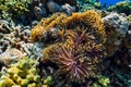 Underwater world with coral reef and fish. Fish clown in anemones