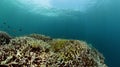 Underwater world with coral reef and fish. Marine sanctuary.