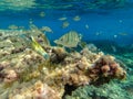 Underwater world. Coral reef and fishes in Mediterranean sea Algeria, fish, Wild life animal. Royalty Free Stock Photo