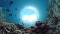 The underwater world of a coral reef. Panglao, Philippines.