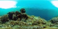 The underwater world of a coral reef. Philippines. Virtual Reality 360 Royalty Free Stock Photo