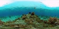 The underwater world of a coral reef. Philippines. Virtual Reality 360 Royalty Free Stock Photo