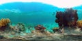 The underwater world of a coral reef. Philippines. Virtual Reality 360 Royalty Free Stock Photo