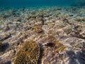 Underwater world with coral and tropical fish. Royalty Free Stock Photo