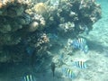 The underwater world of Dahab. Coral reef with fish in the Red Sea. Dahab, South Sinai Governorate, Egypt Royalty Free Stock Photo
