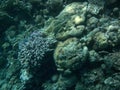 The underwater world of Dahab. Coral reef with fish in the Red Sea. Dahab, South Sinai Governorate, Egypt Royalty Free Stock Photo