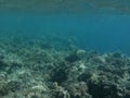 The underwater world of Dahab. Coral reef with fish in the Red Sea. Dahab, South Sinai Governorate, Egypt Royalty Free Stock Photo