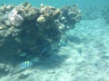 The underwater world of Dahab. Coral reef with fish in the Red Sea. Dahab, South Sinai Governorate, Egypt Royalty Free Stock Photo