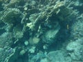 The underwater world of Dahab. Coral reef with fish in the Red Sea. Dahab, South Sinai Governorate, Egypt Royalty Free Stock Photo