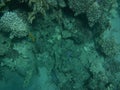 The underwater world of Dahab. Coral reef with fish in the Red Sea. Dahab, South Sinai Governorate, Egypt Royalty Free Stock Photo