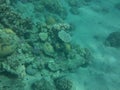 The underwater world of Dahab. Coral reef with fish in the Red Sea. Dahab, South Sinai Governorate, Egypt