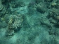 The underwater world of Dahab. Coral reef with fish in the Red Sea. Dahab, South Sinai Governorate, Egypt Royalty Free Stock Photo