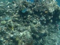 The underwater world of Dahab. Coral reef with fish in the Red Sea. Dahab, South Sinai Governorate, Egypt Royalty Free Stock Photo