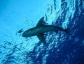 Underwater world in deep water in coral reef and plants flowers flora in blue world marine wildlife, Fish, corals, dolphins Royalty Free Stock Photo