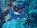 Underwater world in deep water in coral reef and plants flowers flora in blue world marine wildlife, Fish, corals and sea creature