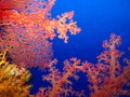 Underwater world in deep water in coral reef and plants flowers flora in blue world marine wildlife, Fish, corals and sea creature Royalty Free Stock Photo