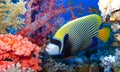 Underwater world in deep water in coral reef and plants flowers flora in blue world marine wildlife, Fish, corals and sea creature