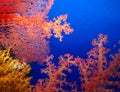 Underwater world in deep water in coral reef and plants nature flora in blue world marine wildlife, ocean sea dive. Fishes, corals Royalty Free Stock Photo