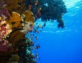 Underwater world in deep water in coral reef and plants nature flora in blue world marine wildlife, ocean sea dive. Fish napoleon